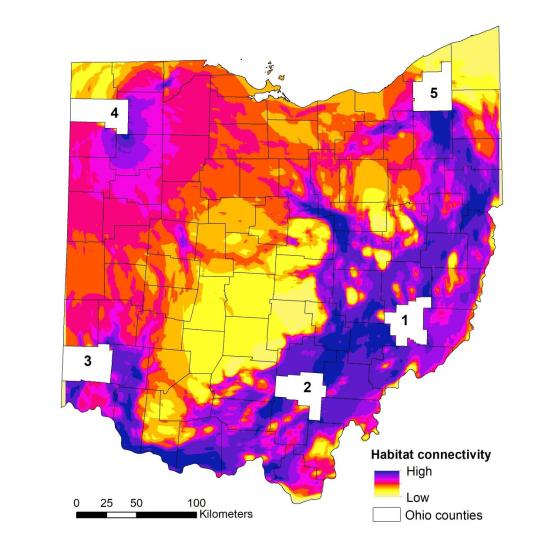 Ohio University researchers find bobcat population rising, with room